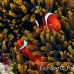 anemonefish_spinecheek_mid_h_0705_png1347.jpg